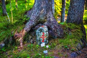 Stone with two slash two written in the roots of a pine tree photo