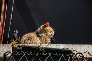 Cat is resting in the sun photo