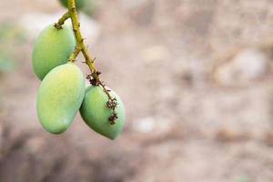 Fresh mango fruit from mango tree photo