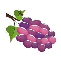 bunch of grapes icon vector