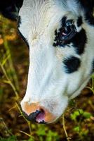 Primer plano de una vaca en blanco y negro foto