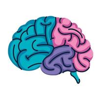 colores de los órganos del cerebro vector