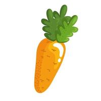 fresh carrot vegetable vector