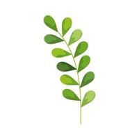 branch with leafs vector