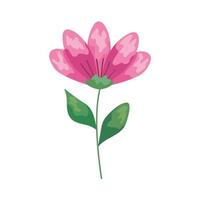 sprink pink flower vector