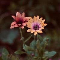 beautiful orange flower in the garden in spring season photo