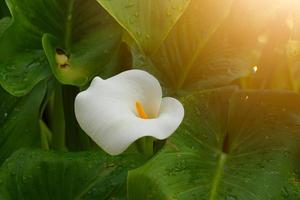 beautiful white lily calla flower in spring season photo
