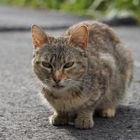 hermoso retrato de gato callejero gris foto