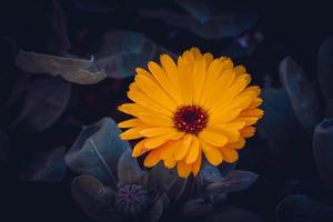 beautiful orange flower in the garden in spring season photo