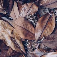 dry brown leaves in autumn season photo