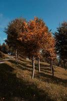 árboles en la montaña en otoño foto