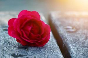 flor rosa roja romántica para el día de san valentín