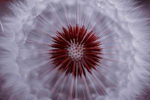 Fondo abstracto hermoso de la flor del dandelin foto