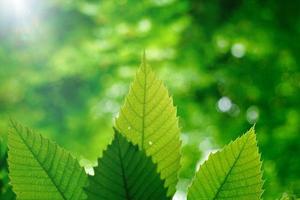 hojas de árbol verde en la naturaleza fondo verde foto
