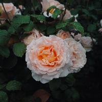 flor rosa romantica para el dia de san valentin