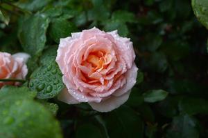 flor rosa romantica para el dia de san valentin