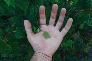 hand with green leaves feeling the nature photo