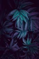 blue plant leaves in the nature photo