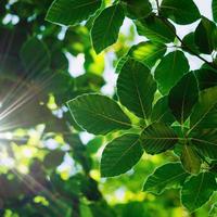 hojas de árbol verde en la naturaleza fondo verde foto