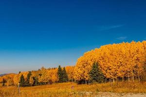 Colores de otoño en campos de agricultores MD de Big Horn, Alberta, Canadá