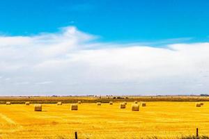 Haybales en un campo de trigo del condado de Lethbridge, Alberta, Canadá foto