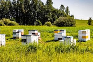 Colmenas de abejas en un campo Red Deer County Alberta Canada