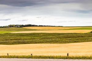 La última colza que se cosechará en el condado de Rockyview, Alberta, Canadá