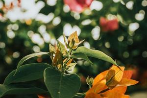 Green leafed Plant photo