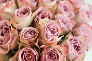 Purple roses bouquet close up photo