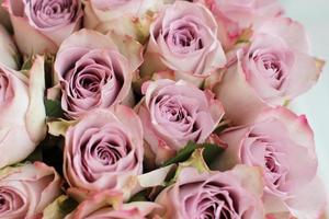 Purple roses bouquet close up photo