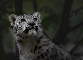 irbis leopardo de las nieves