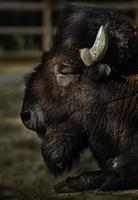 American bison in zoo photo