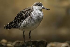 Ruff beetwen rocks photo