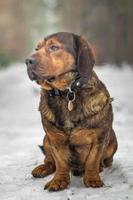 Portrait of Alpine Dachsbracke photo