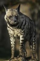 Portrait of Striped hyena photo