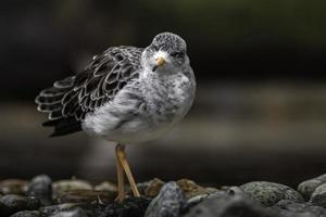 Portrait of Ruff photo