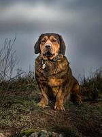 Alpine Dachsbracke on field photo