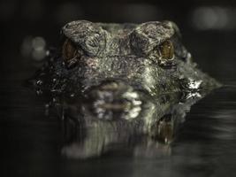 Cuviers dwarf caiman photo