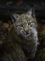 Eurasian lynx in zoo photo