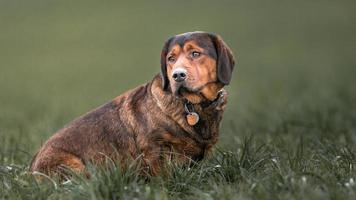 Alpine Dachsbracke on field photo