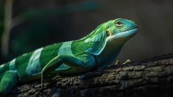 iguana con bandas de fiji foto