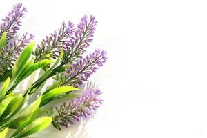 Lilac flowers on white background photo