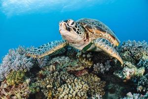 Sea turtle in the sea on top of coral photo