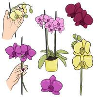 un conjunto dibujado a mano de flores de orquídeas phalaenopsis una orquídea en una maceta una rama de orquídea en la mano de una mujer ilustración botánica vectorial para el diseño vector