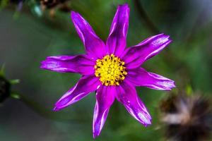 Close up of Cosmos Bipinnatus in the woods photo