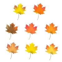 Realistic maple leaves isolated on white background vector