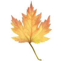 Realistic maple leaf isolated on white background vector