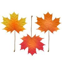 Realistic maple leaves isolated on white background vector