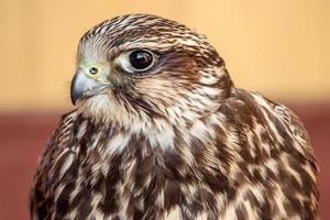 Portrait of Saker falcon photo