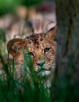 Southern African lion photo